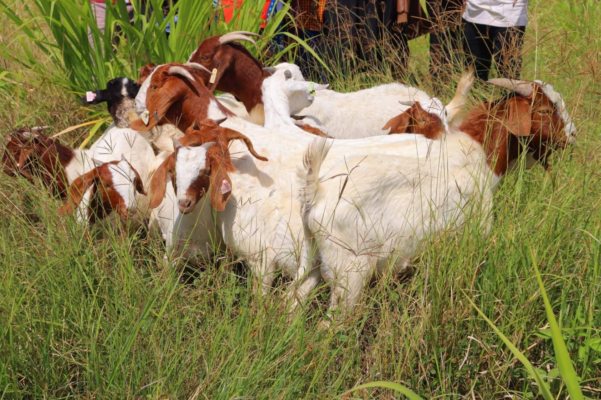 Animal Breeding — Dorper Rams & Beef Bulls