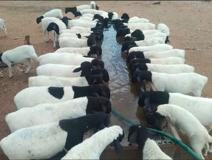 Animal Breeding — Dorper Rams & Beef Bulls