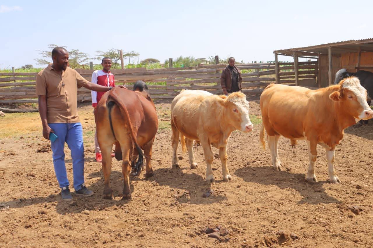 Feedlot, Butchery — Ng'ombe Nono Nono