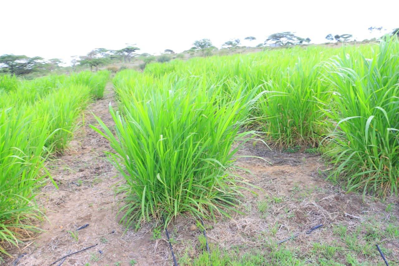 Juncao Plantation, Hay & Silage