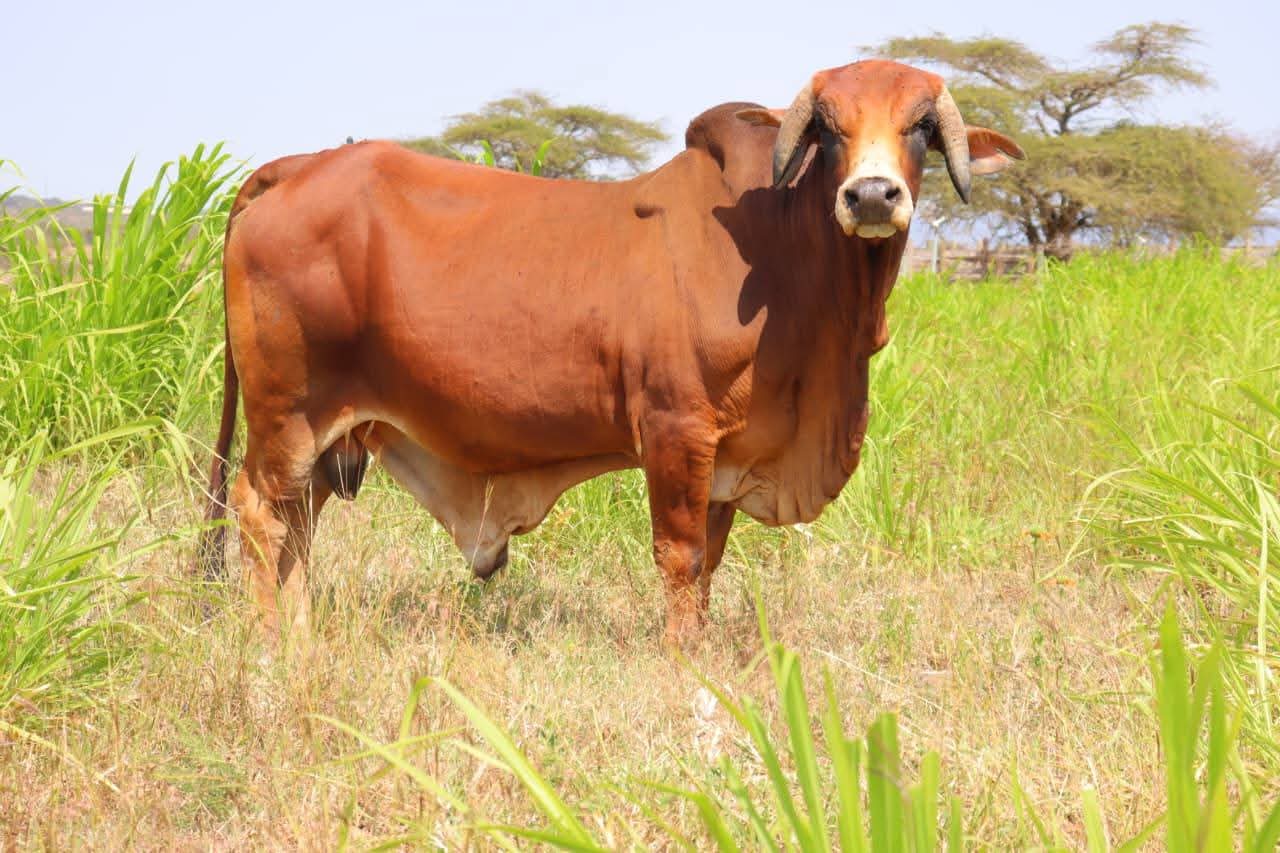 Animal Breeding — Dorper Rams & Beef Bulls