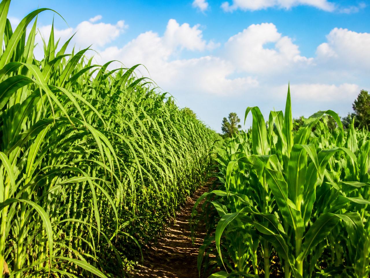 Juncao & drought-resilient forage